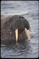 Image of Walrus