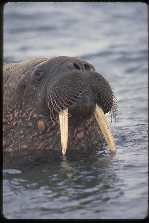 Image of Walrus