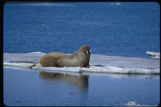 Image of Atlantic Walrus