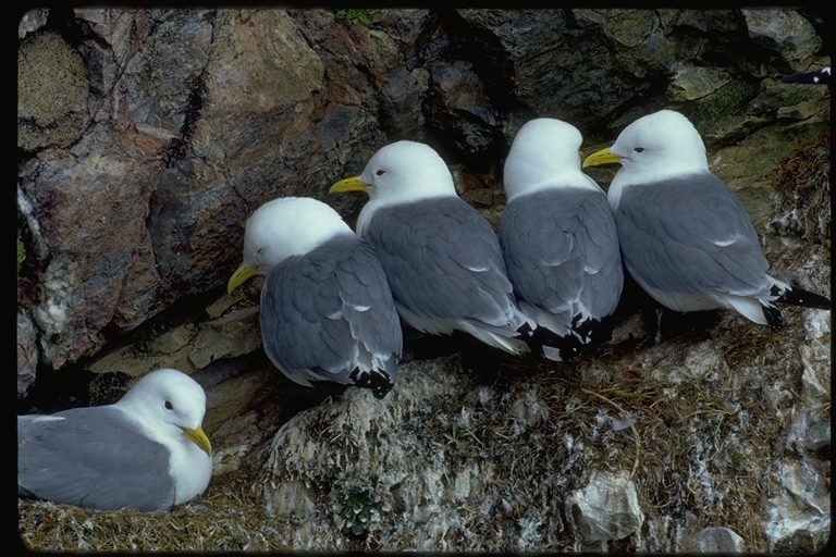 Imagem de Gaivota-tridáctila