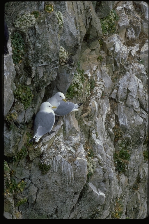 Imagem de Gaivota-tridáctila