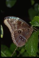 Image of Blue-banded Morpho Butterfly