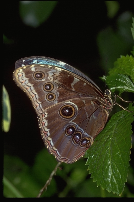 Sivun Morpho achilles Linnaeus 1758 kuva