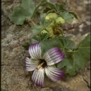 Image of Malva pacifica M. F. Ray