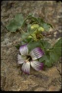 Image of Malva pacifica M. F. Ray