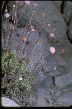 Hofmeisteria fasciculata (Benth.) Walp.的圖片