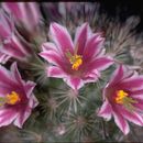 Mammillaria blossfeldiana Boed.的圖片