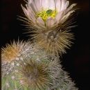 Plancia ëd Echinocereus grandis Britton & Rose