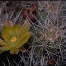 Image de Echinocereus maritimus (M. E. Jones) K. Schum.