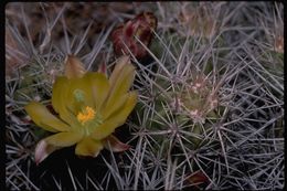 Image of Echinocereus maritimus (M. E. Jones) K. Schum.