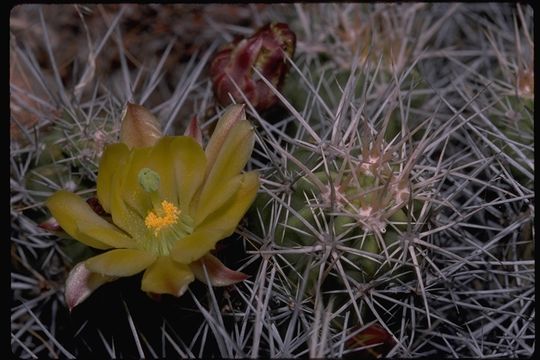 Image de Echinocereus maritimus (M. E. Jones) K. Schum.