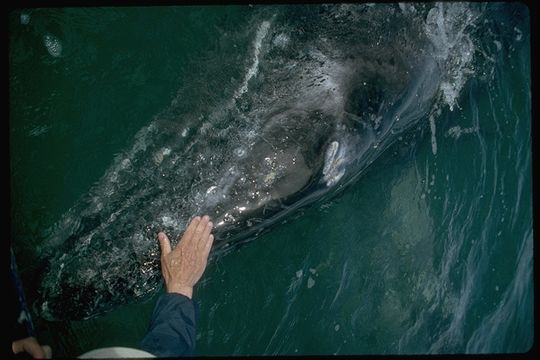 Image of Gray Whale