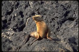 Image of Guadalupe fur seal