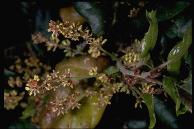 Image of California Live Oak