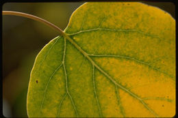 Image of quaking aspen