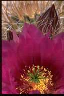 Image of Engelmann's hedgehog cactus