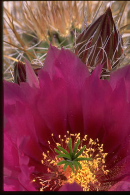 Image de Echinocereus engelmannii (Parry ex Engelm.) Lem.