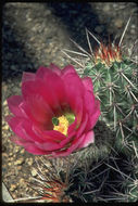 Image of Engelmann's hedgehog cactus