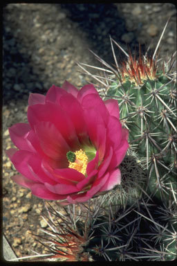 Image de Echinocereus engelmannii (Parry ex Engelm.) Lem.