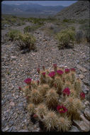 Image of Engelmann's hedgehog cactus