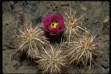 Image of Engelmann's hedgehog cactus