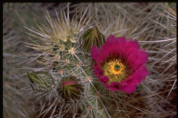 Image of Engelmann's hedgehog cactus