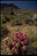 Image of Engelmann's hedgehog cactus