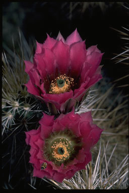 Image of Engelmann's hedgehog cactus