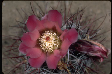 صورة Sclerocactus polyancistrus (Engelm. & J. M. Bigelow) Britton & Rose