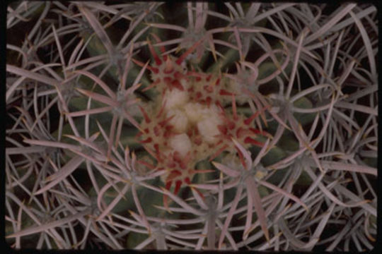 Image of Cotton-top Cactus