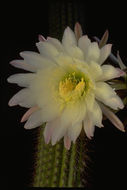 Image of <i>Echinopsis spachiana</i>