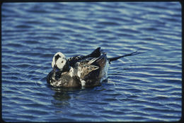 Image of Long-tailed Duck