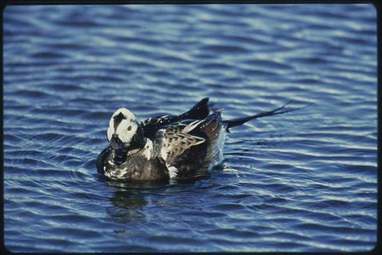 Image of Long-tailed Duck