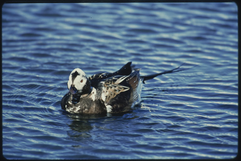 Image of Long-tailed Duck