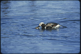 Image of Long-tailed Duck