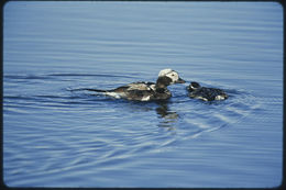 Image of Long-tailed Duck