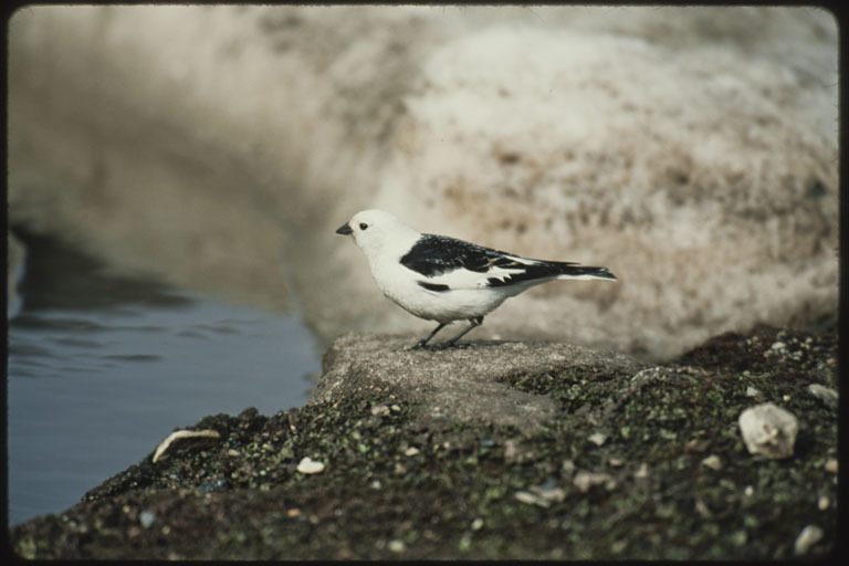 Imagem de Plectrophenax nivalis (Linnaeus 1758)