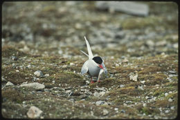 Image of Arctic Tern