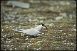 Image of Arctic Tern