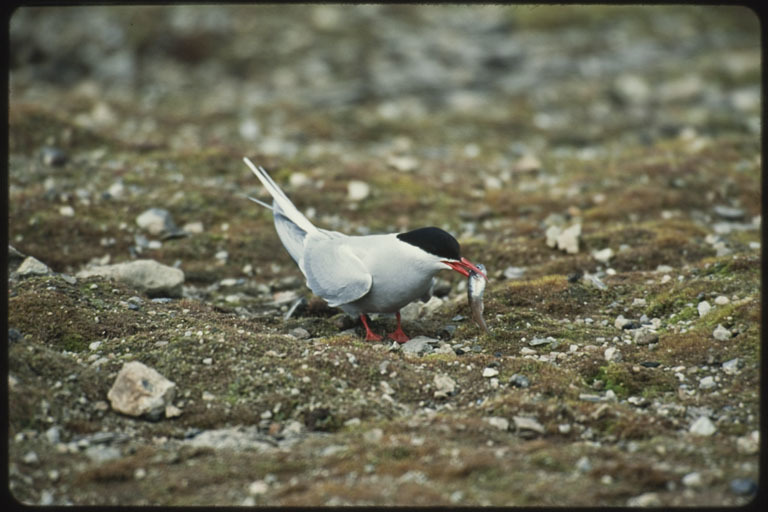 Image of Arctic Tern