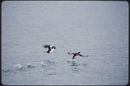 Image of Brünnich's Guillemot