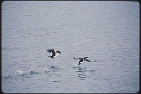 Image of Brünnich's Guillemot