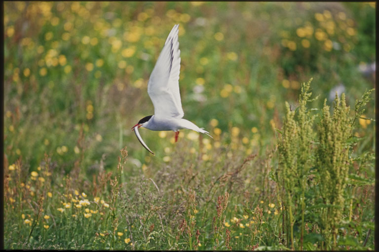 Image of Arctic Tern