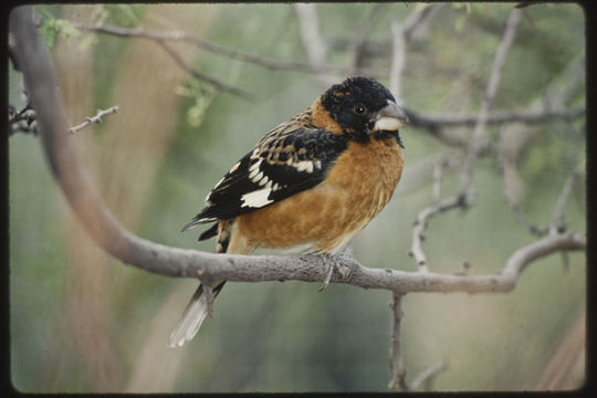 Image of Black-headed Grosbeak