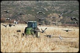 Image of sandhill crane