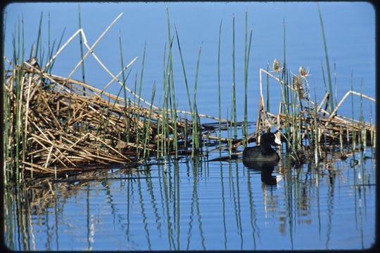 Image of American Coot