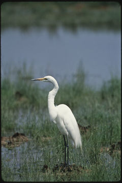 Image of Great Egret