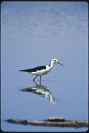 Image of Black-winged Stilt