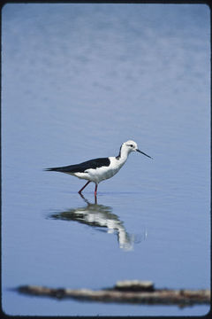 Image of Black-winged Stilt