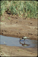 Image of Hadada Ibis